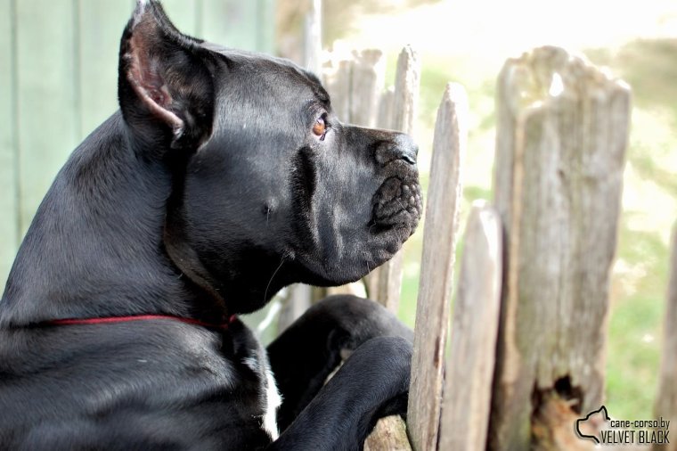 Кане Корсо веселый