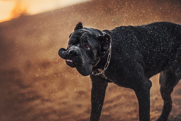 Итальянский мастиф Кане-Корсо