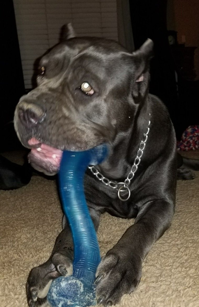 Кане Корсо смешные