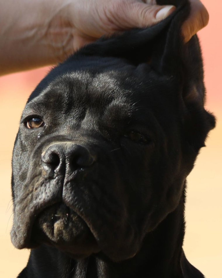 Глейз Кане-Корсо