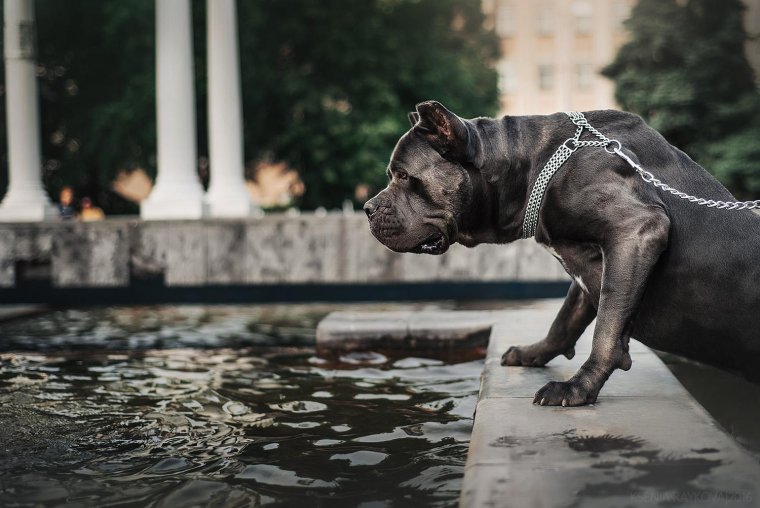 Кане Корсо итальяно