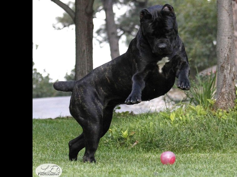 Кане Корсо Таганрог