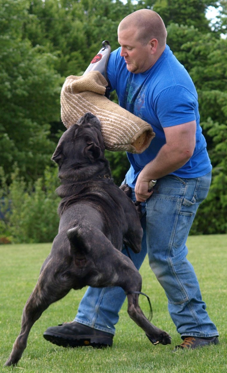 Собака с пятачком