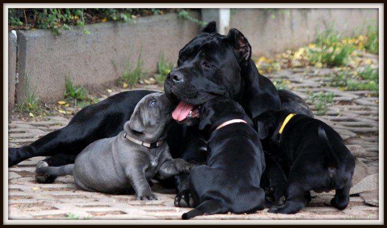 Кане Корсо смешные