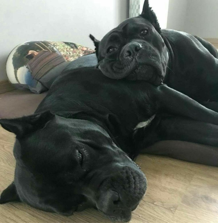 Смешные собаки Кане Корсо