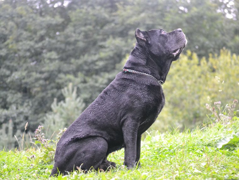 Кане Корсо на диване