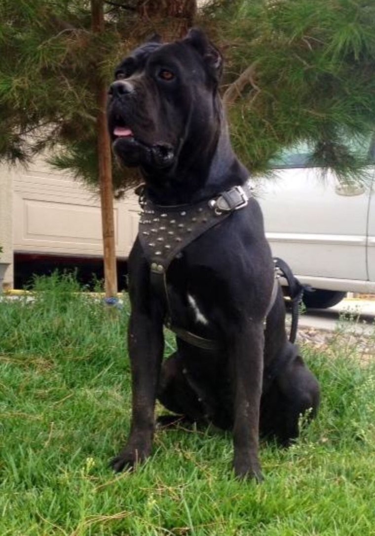 Кане-Корсо и кадебо вместе