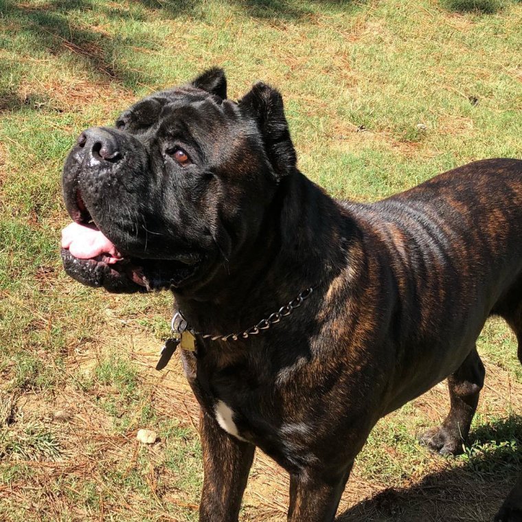 Кане Корсо вид сбоку