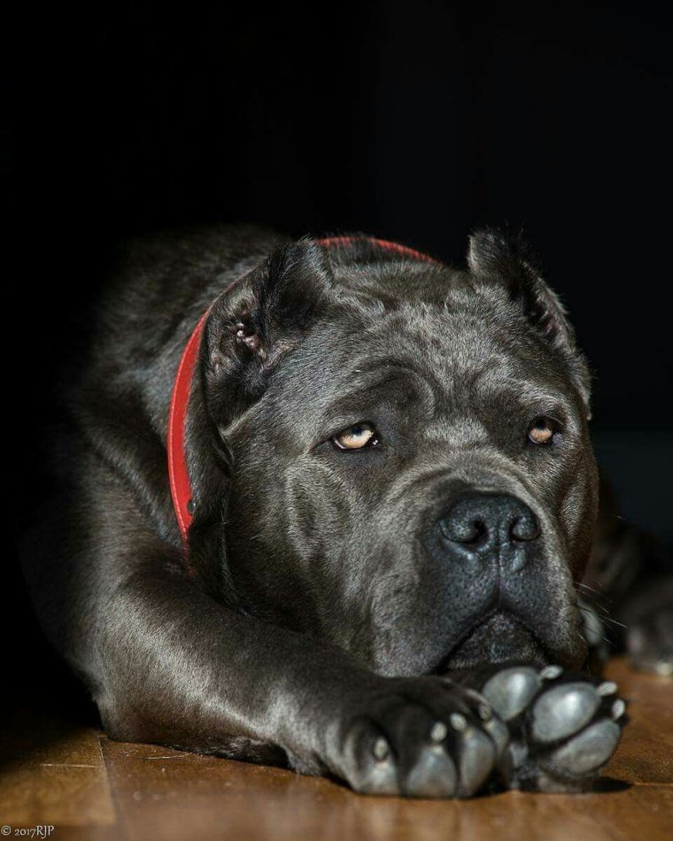 Блэк мастиф