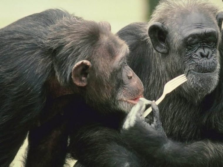 Любовный аферист