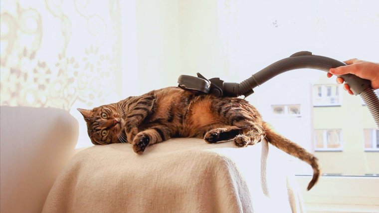 Пропылесосить кота