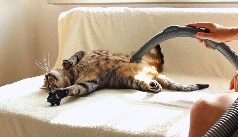 Кошка и пылесос