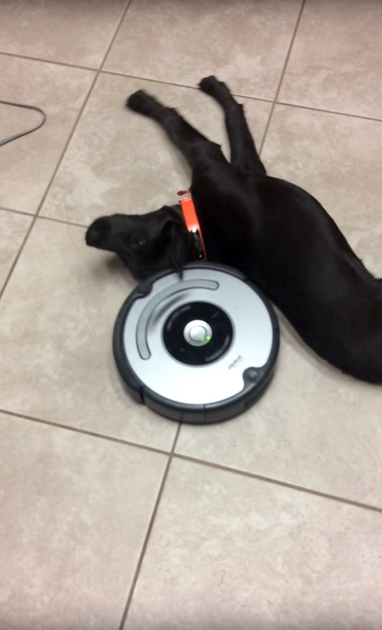 Кот и пылесос