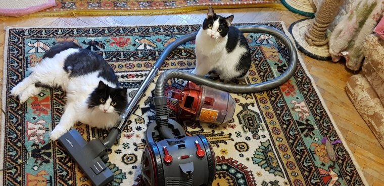 Кот и пылесос