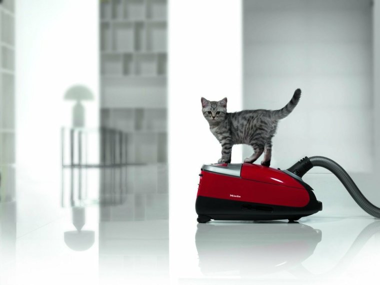Кошачий пылесос