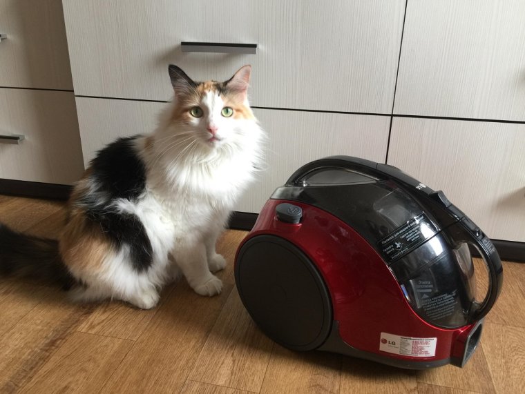 Коты и робот пылесос