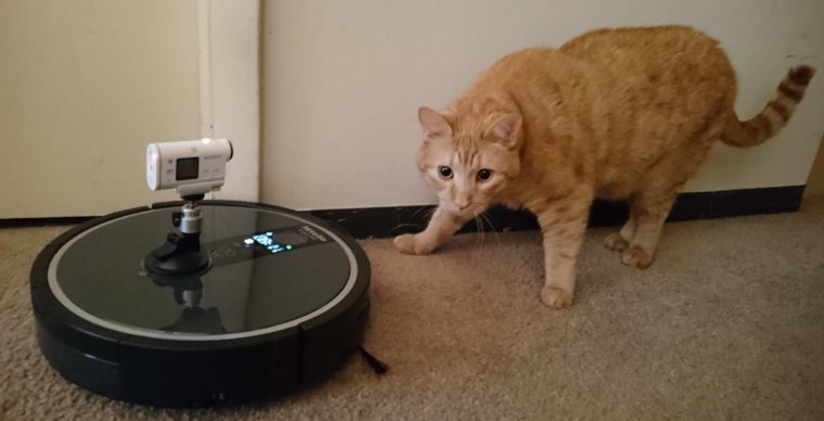 Кот и пылесос