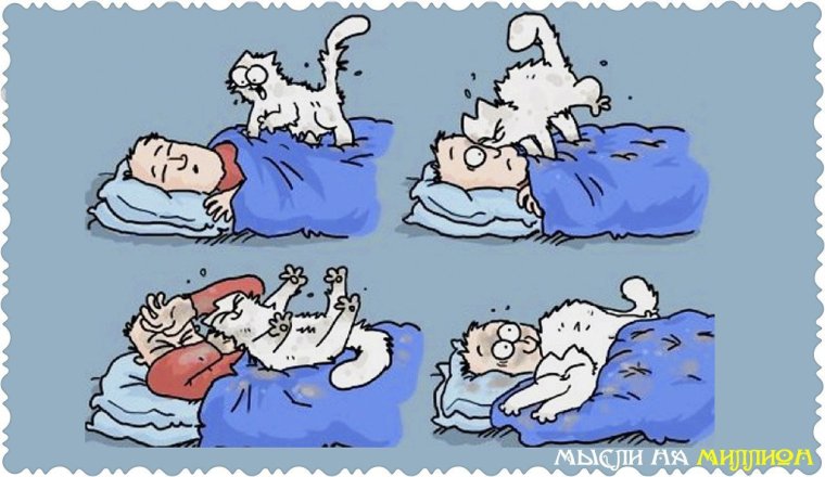 Кот утром будит хозяина