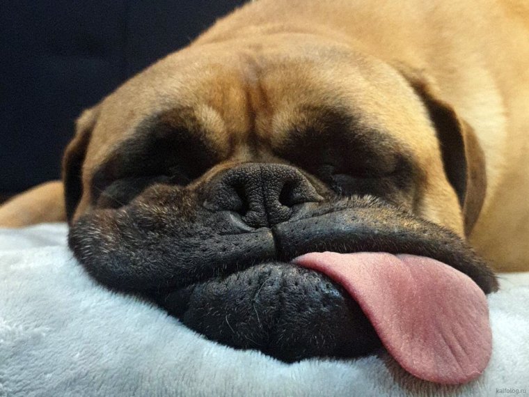 Уставший пес