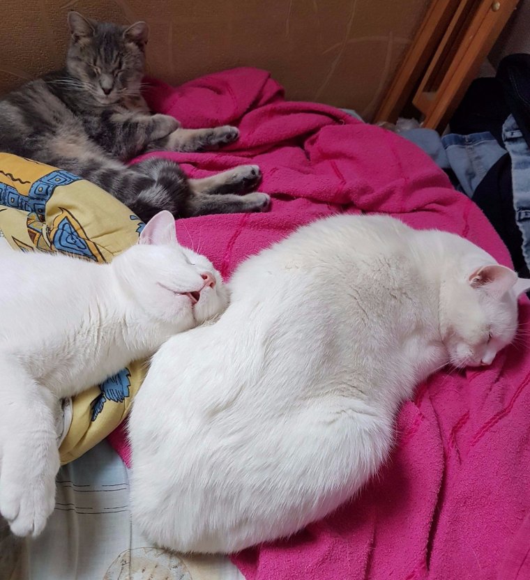 Обеденный сон приколы