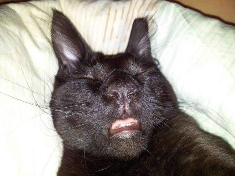 Сонный страшный кот