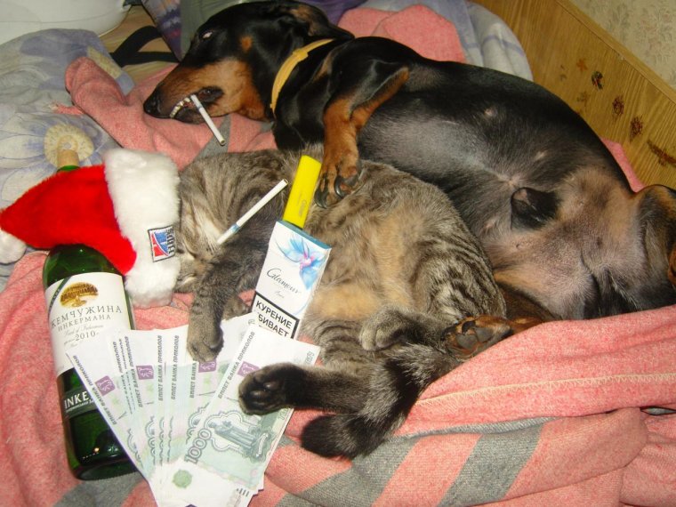 Корпоратив удался демотиваторы