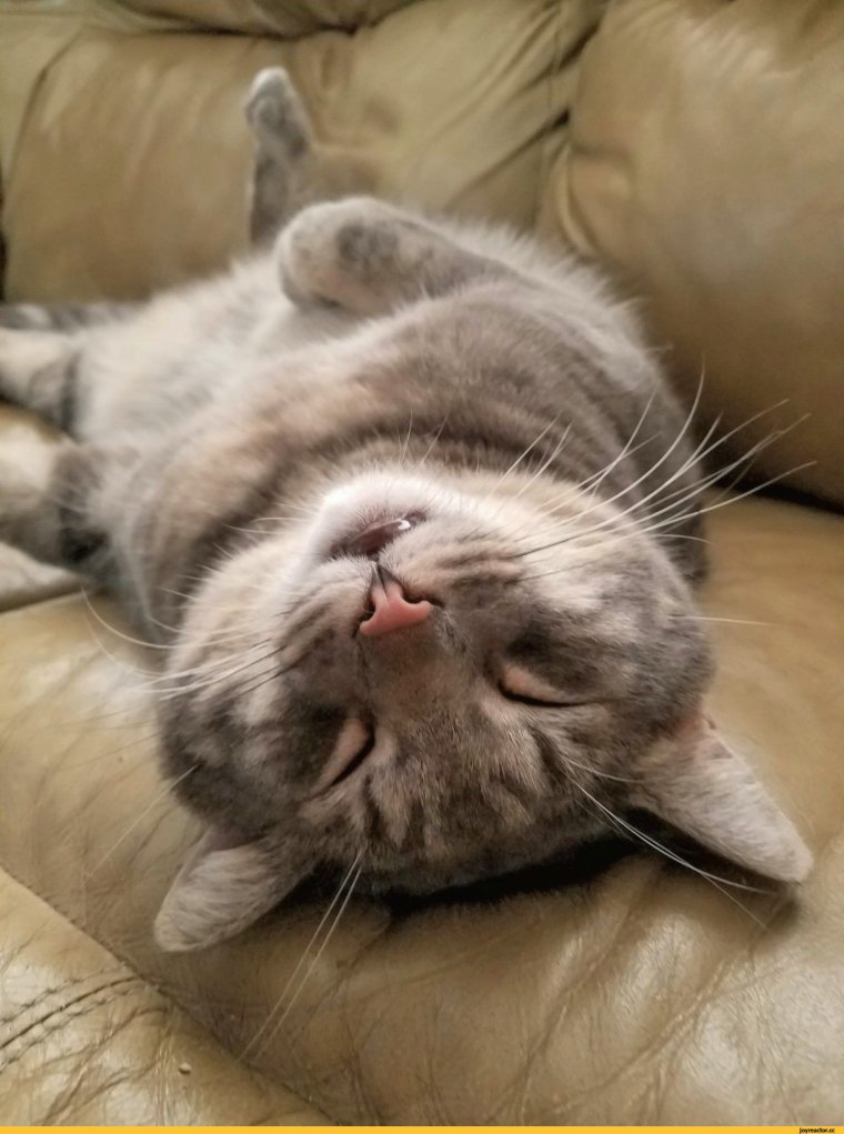 Крепко спит