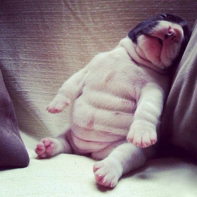 Обожравшийся щенок