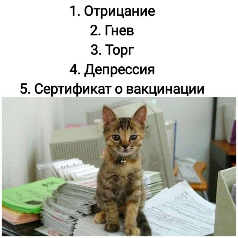 Котик с бумагами
