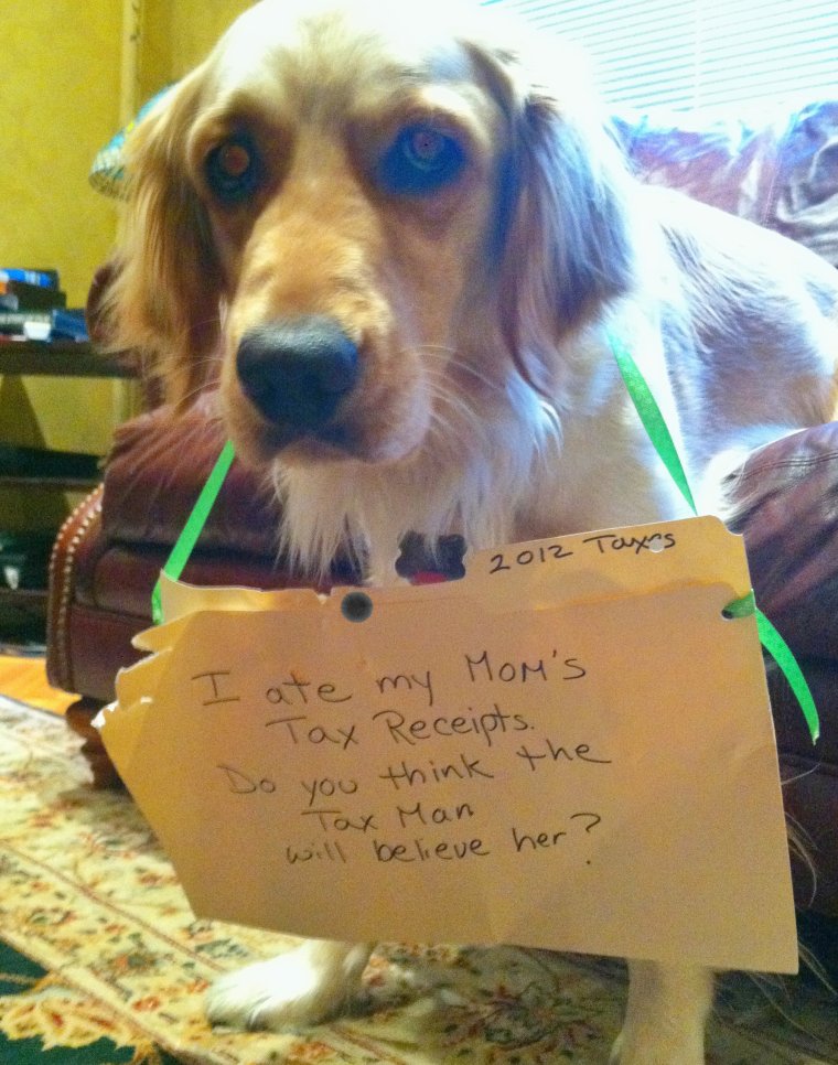 Собаки в бухгалтерии