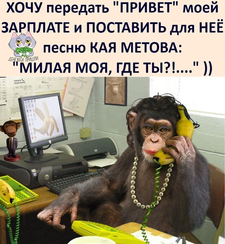 Обезьяна на работе