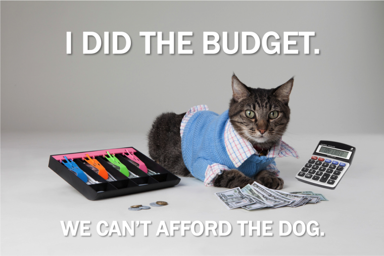 Кот счетовод