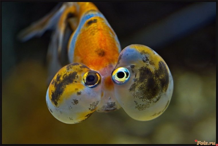 Рыбка Звездочет