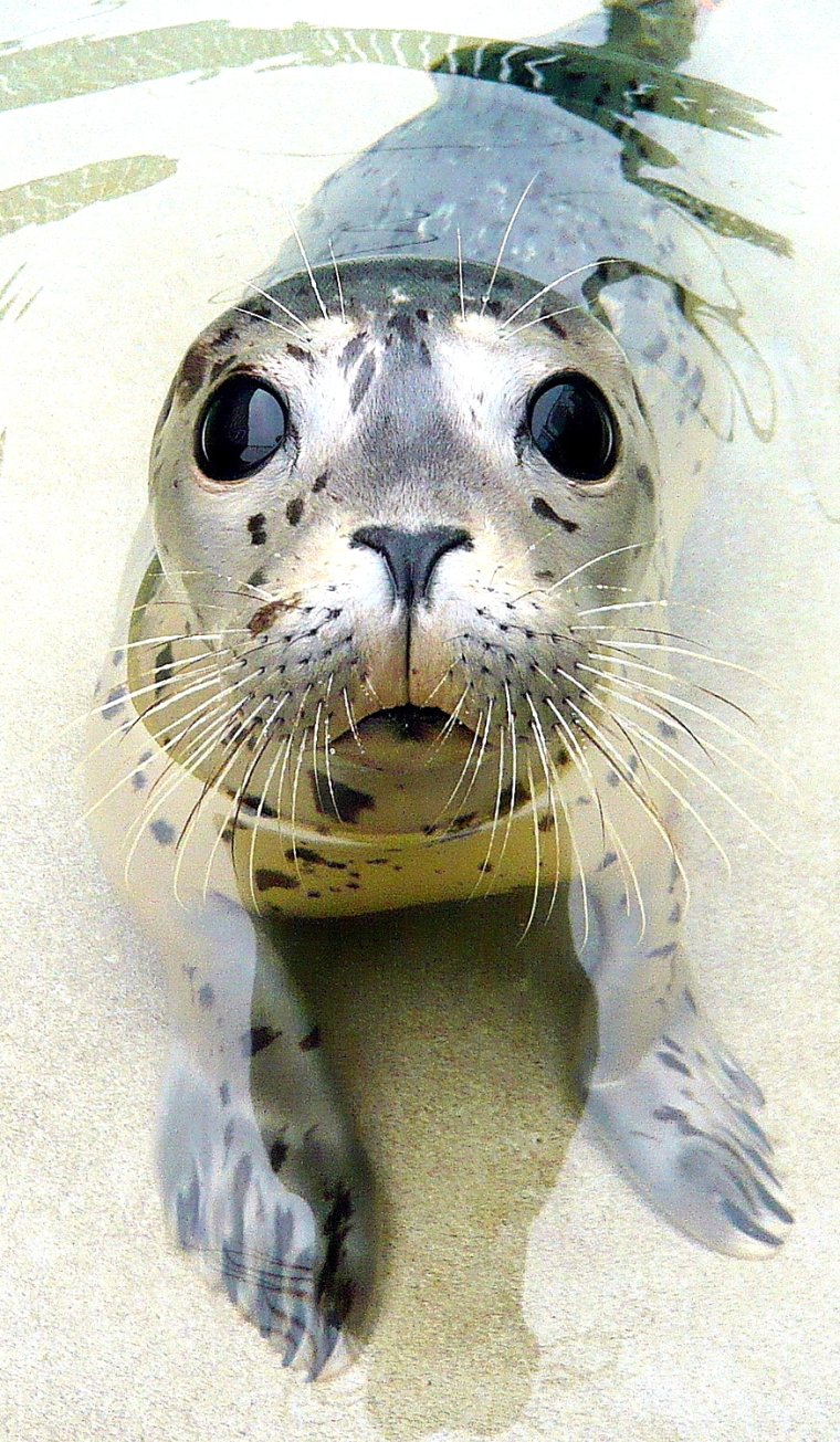 Смешные морские животные