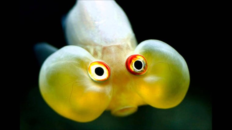 Рыбка с выпученными глазами