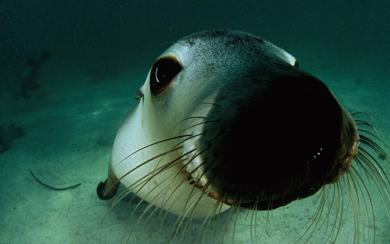 Смешные морские обитатели