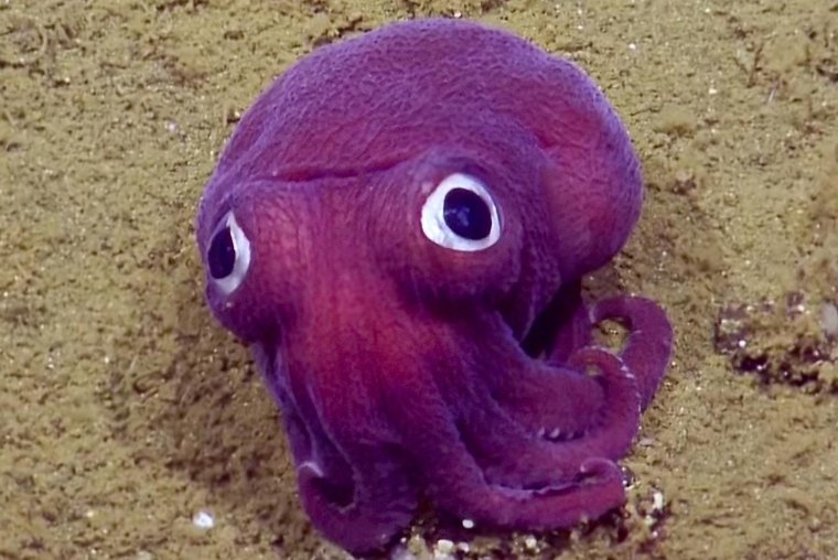 Каракатица Rossia Pacifica