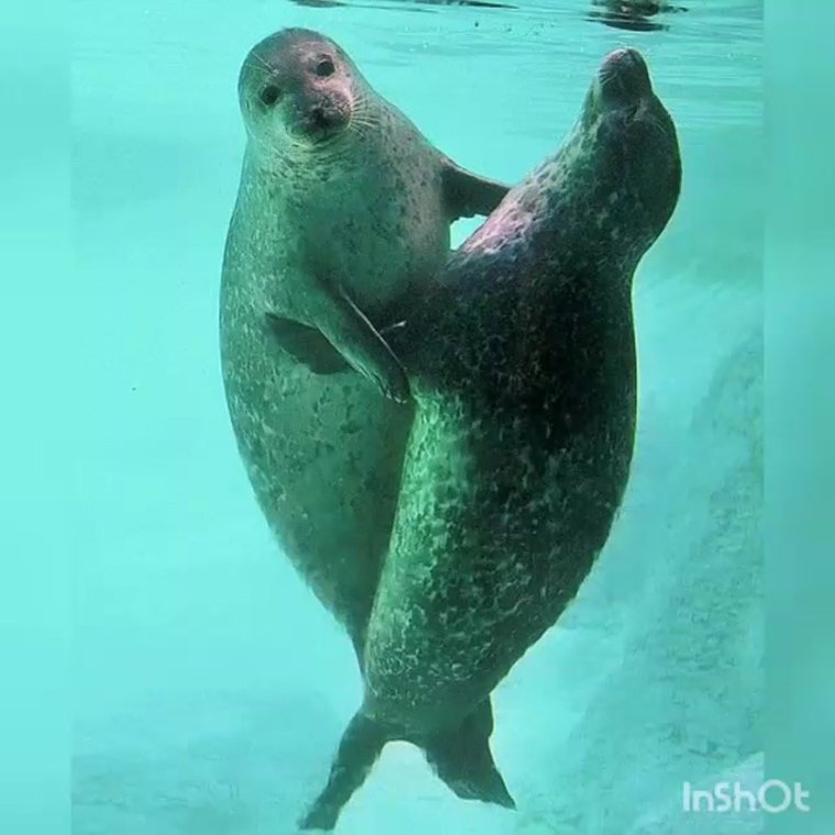 Морской котик