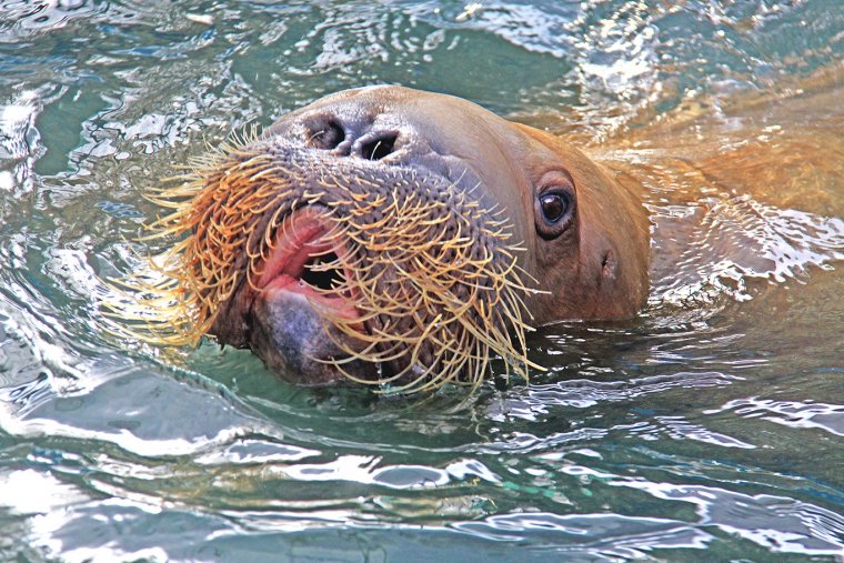 Веселый морж