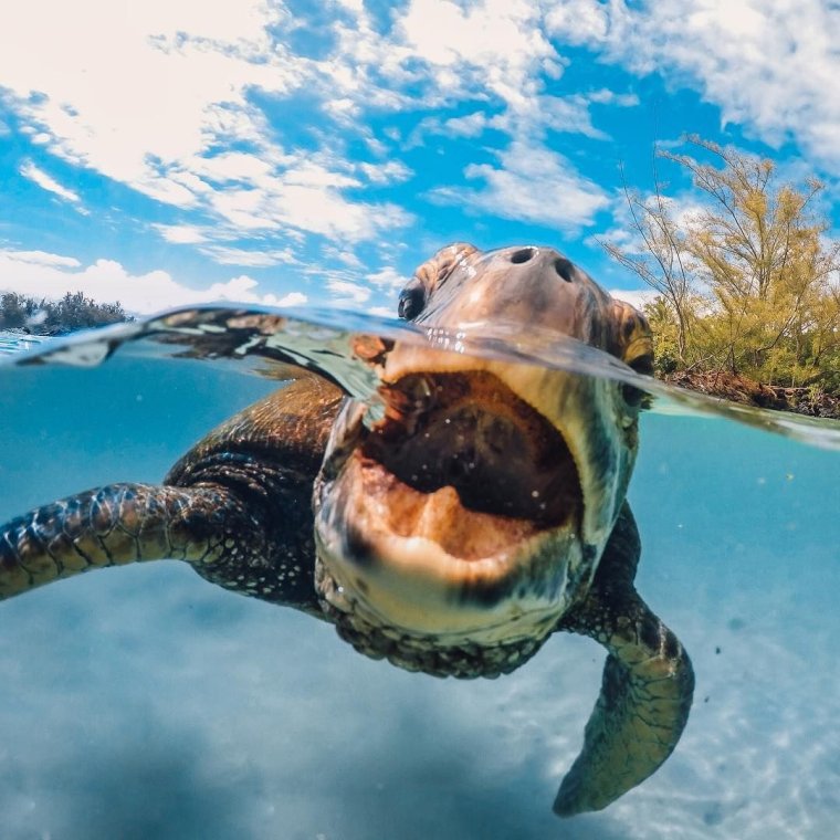 Веселая черепаха