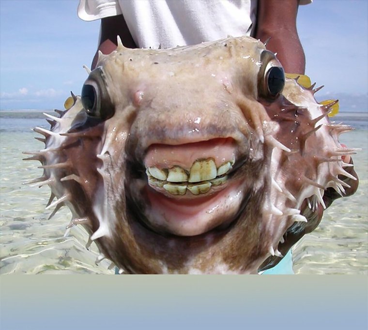 Уродливые морские рыбы