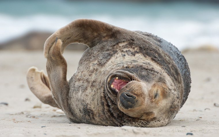 Веселый тюлень