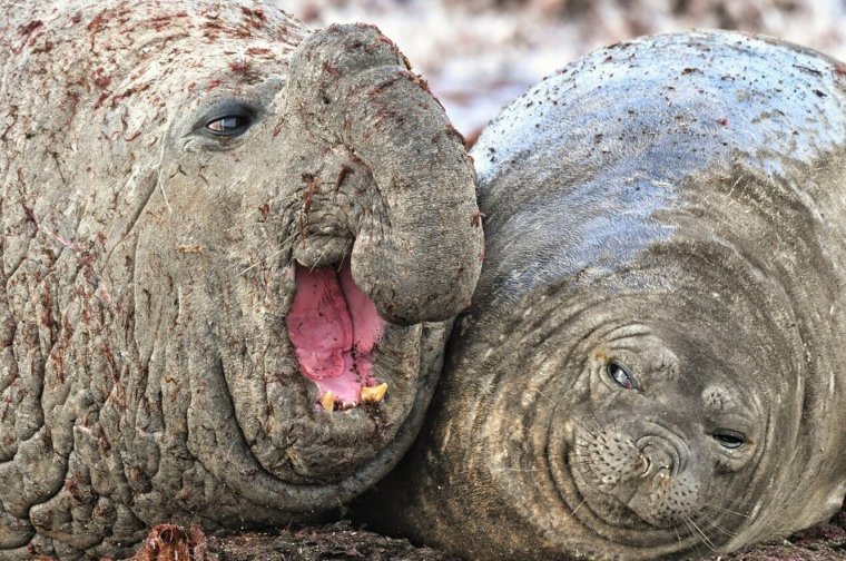 Comedy Wildlife Photography Awards 2020