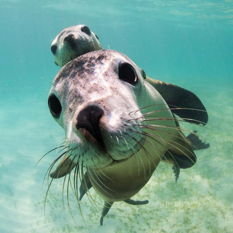 Морские животные