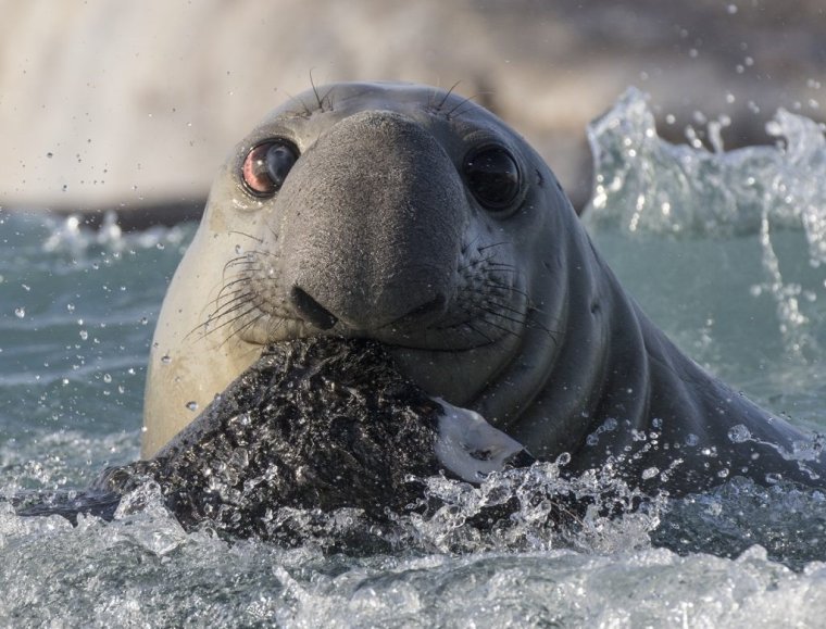 Ластоногие тюлени