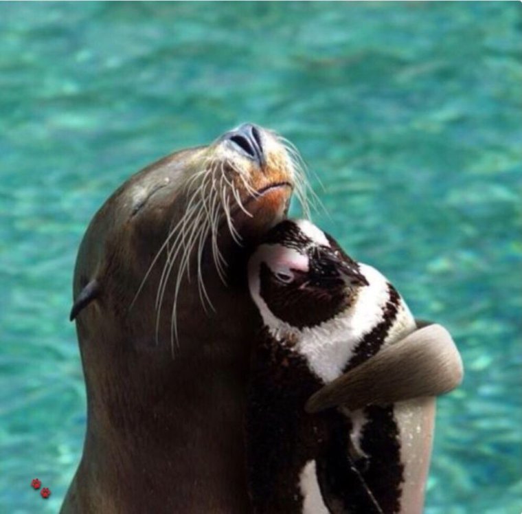 Тюлень и Пингвин