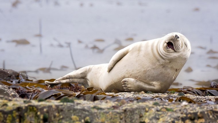 Смешной тюлень