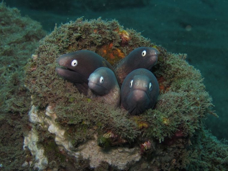 Милые морские обитатели