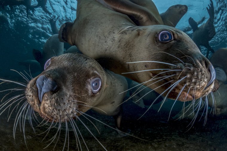 Морской Лев в воде