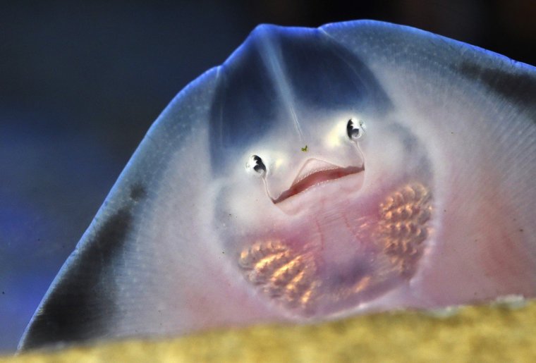 Ромботелые скаты